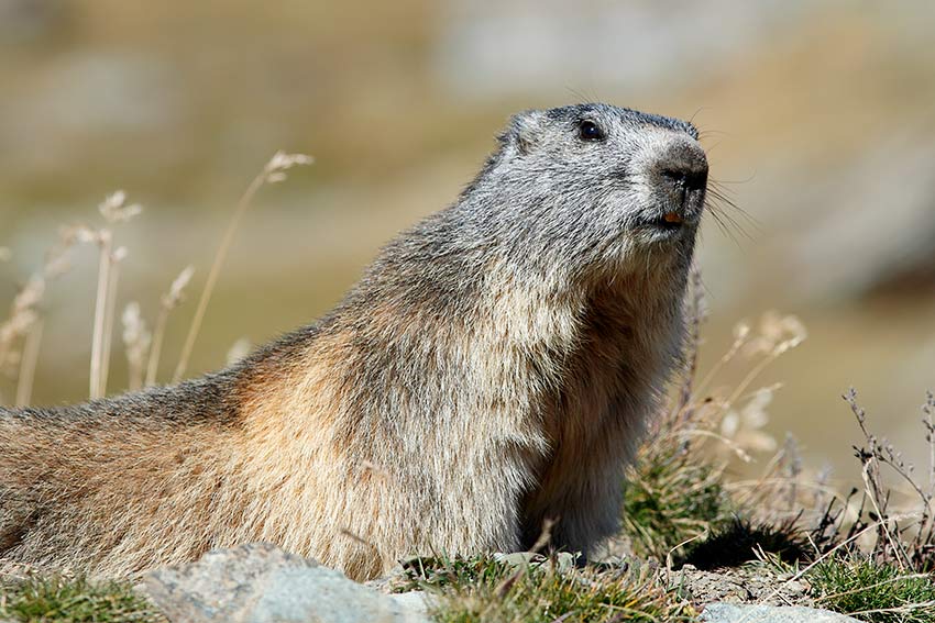 Ultime marmotte di stagione